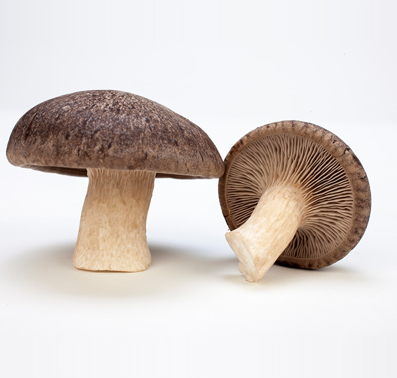 RGJ Power Gourmet Mushrooms